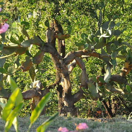 Il Terrazzo Sul Sinni מלון *